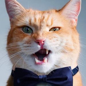 Meet your Posher, Nashy